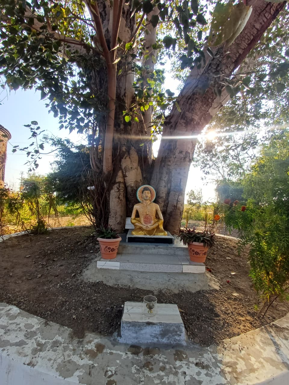 Gautam budha stutue belwo tree 